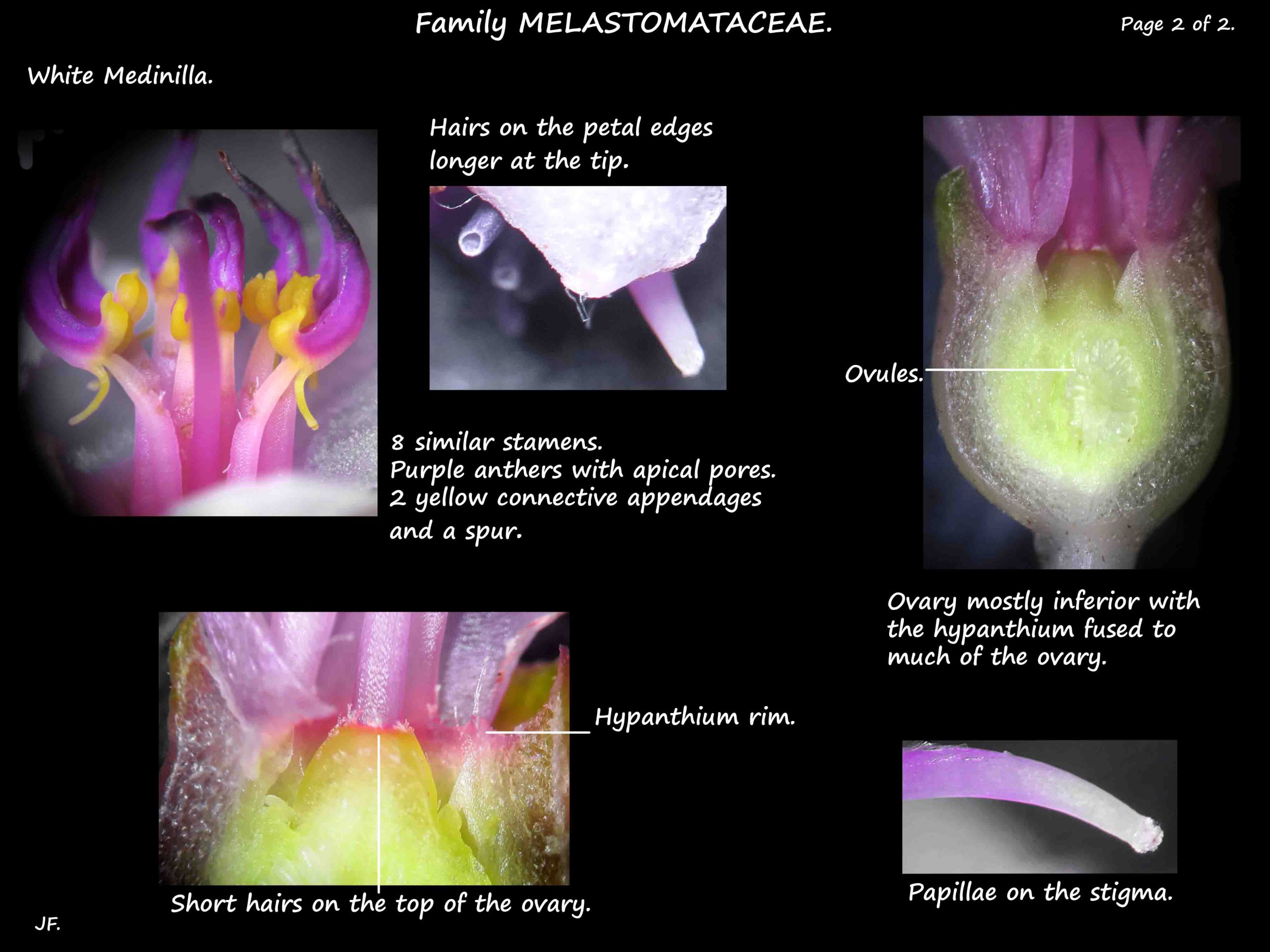 2 White Medinilla flower parts